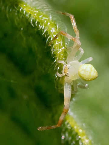 Flower Spider (Boomerangia dimidiata) (Boomerangia dimidiata)